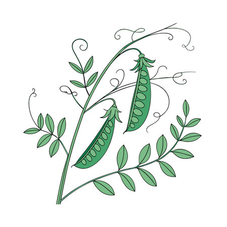 Pea branch with green leaves on white background. Vector illustration.のイラスト素材