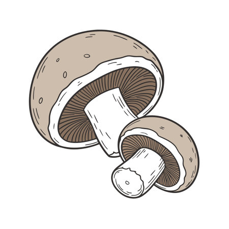 Champignon isolated on white background. Hand drawn vector illustration.のイラスト素材