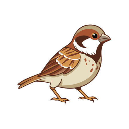 Sparrow bird isolated on white background. Vector cartoon illustration.のイラスト素材