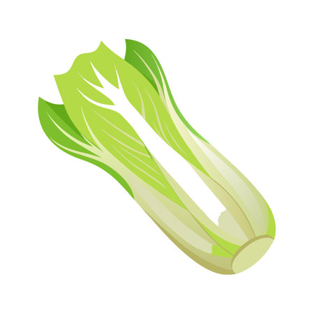 Illustration of Curved Tightly Rolled Endiveのイラスト素材