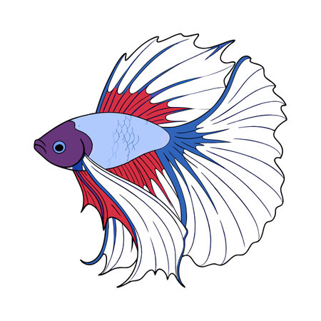 Siamese fighting fish on a white background. Vector illustration.のイラスト素材
