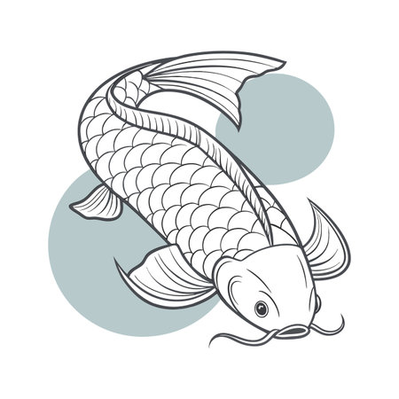 Koi fish. Vector illustration of a koi fish isolated on white background.のイラスト素材