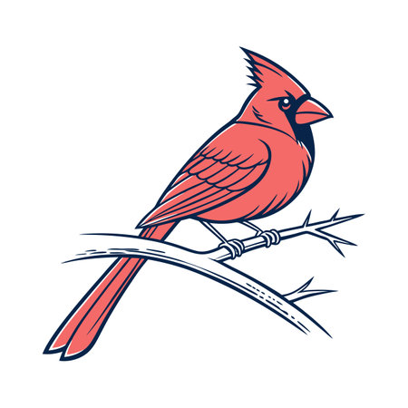 Red cardinal bird isolated on white background. Hand drawn vector illustration.のイラスト素材