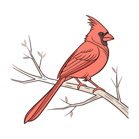 Red cardinal bird sitting on a branch. Hand drawn vector illustration.のイラスト素材