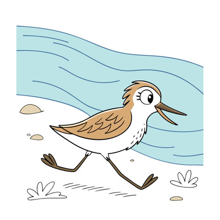 Illustration of a sandpiper walking on the beach - vectorのイラスト素材