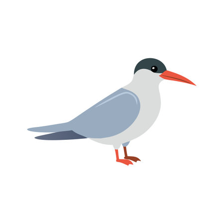 Charming Arctic Tern Illustration for Nature Projectsのイラスト素材