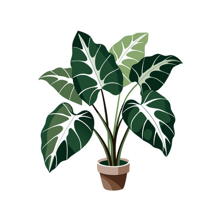 Elegant Alocasia Plant Designのイラスト素材