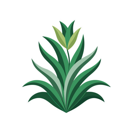 Charming Albuca Plant Illustrationのイラスト素材