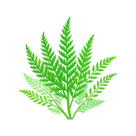 Charming Asparagus Fern Illustrationのイラスト素材