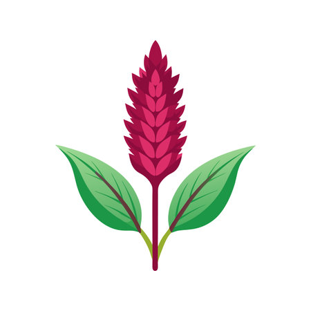 Elegant Amaranth Plant Designのイラスト素材