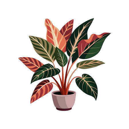 Lovely Calathea in Natureのイラスト素材