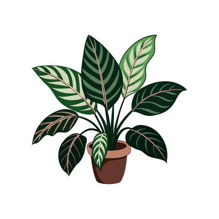 Charming Calathea Orbifolia Plantのイラスト素材