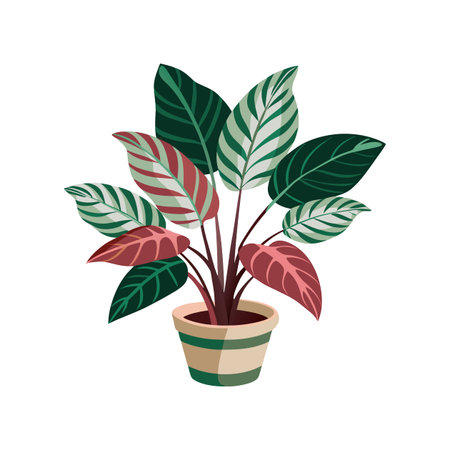 Stunning Calathea Plant in Bloomのイラスト素材