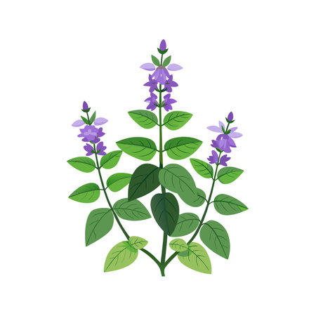 Charming Catmint Plant in Bloomのイラスト素材