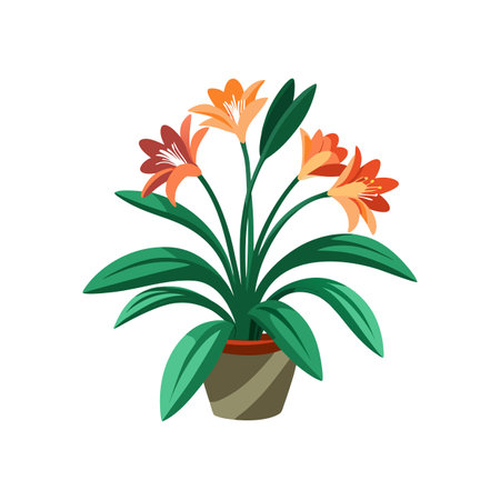 Beautiful Clivia in Full Bloom for Decorのイラスト素材