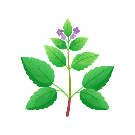 Charming Catmint Plant Designのイラスト素材