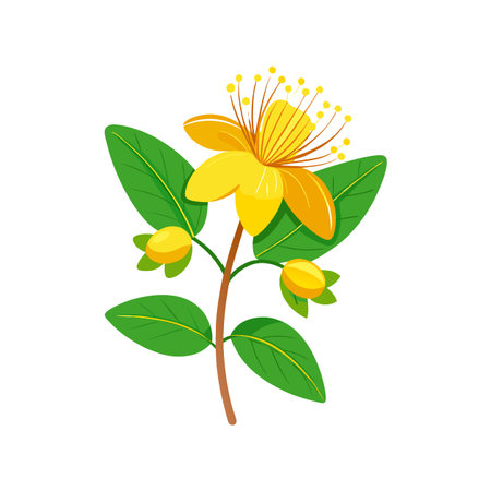 Beautiful Hypericum Plant Illustrationのイラスト素材