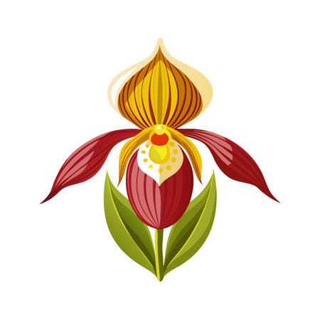 Stunning Lady's Slipper Cypripedium Designのイラスト素材