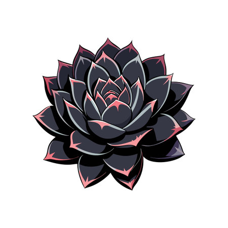Elegant Echeveria Black Knight Brightening Homeのイラスト素材