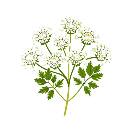 Charming Queen Anne's Lace Flower Designのイラスト素材