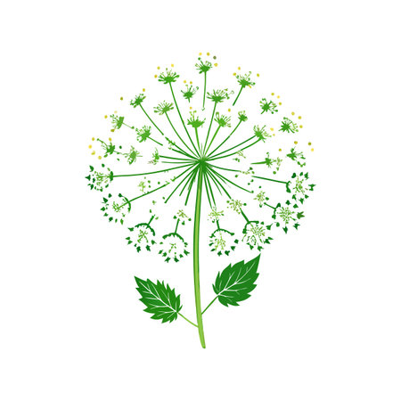 Vibrant Daucus Carota Leaf Design