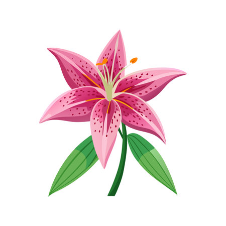Elegant Star Gazer Lily for Unique Illustrationsのイラスト素材