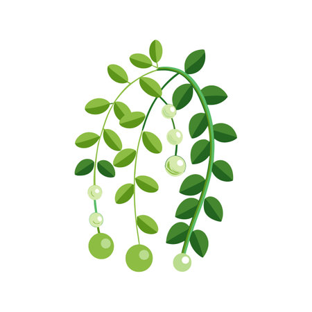 Unique Senecio Rowleyanus for Creative Projectsのイラスト素材