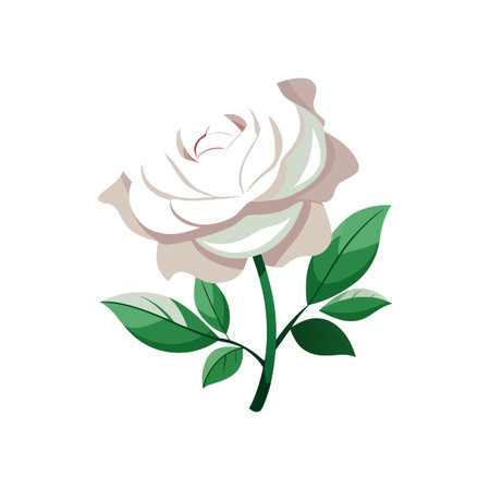Beautiful White Drift Rose for Unique Designsのイラスト素材
