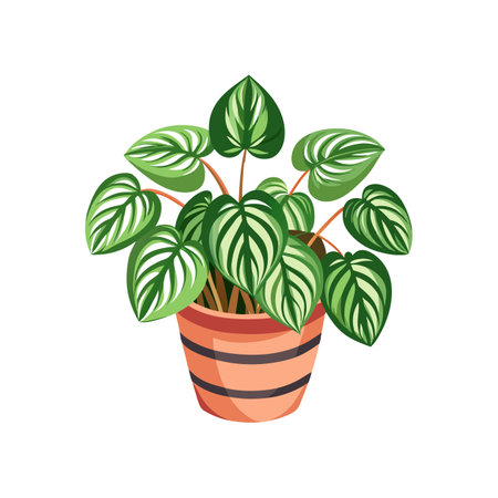 Beautiful Watermelon Peperomia for Nature Loversのイラスト素材