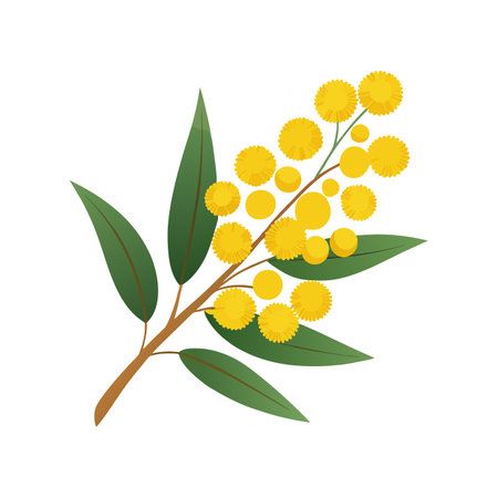 Charming Australia Wattle Flower Design Artのイラスト素材