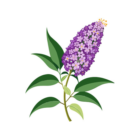Elegant Buddleia Flower Vector Artwork