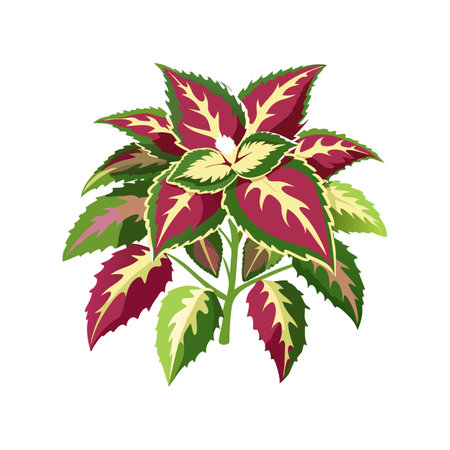 Elegant Coleus Flower Artworkのイラスト素材