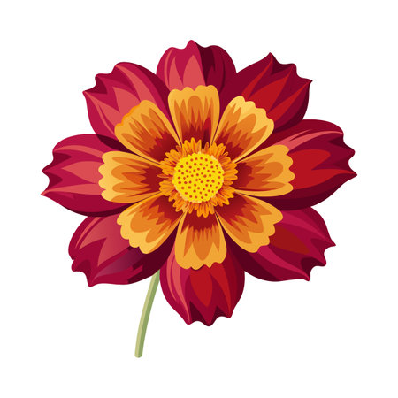 Elegant Coreopsis Floral Designのイラスト素材