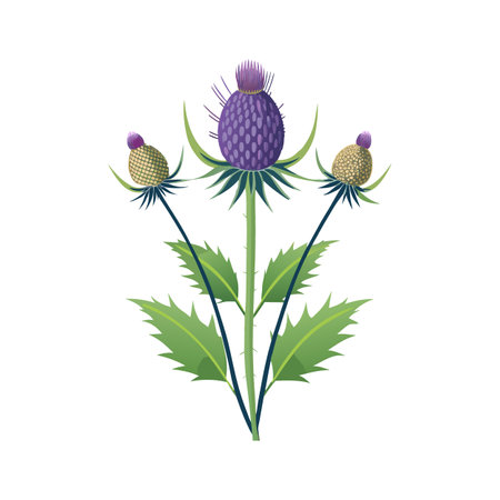 Distinct Echinops Plant with Striking Flowerのイラスト素材
