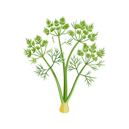 Elegant Fennel Plant Design with Striking Featuresのイラスト素材