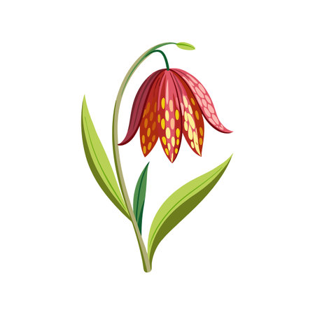 Elegant Fritillaria Flower with Colorful Bloomsのイラスト素材