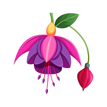 Beautiful Fuchsia Flower Design with Striking Colorsのイラスト素材