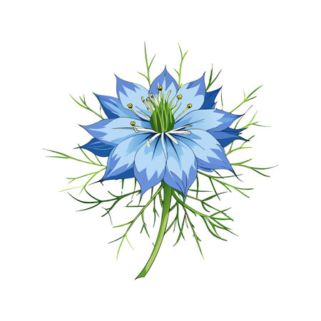 Love-in-a-Mist Flower Design with Unique Featuresのイラスト素材
