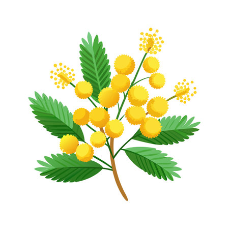Elegant Mimosa Flower with Colorful Bloomsのイラスト素材