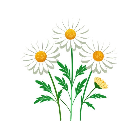 Elegant Pyrethrum for Beautiful Floral Artのイラスト素材