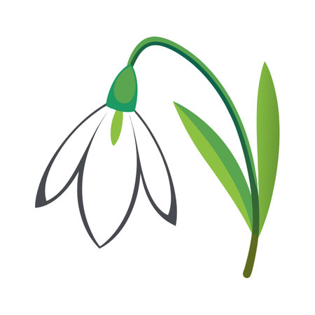 Elegant Snowdrop for Beautiful Floral Artworkのイラスト素材