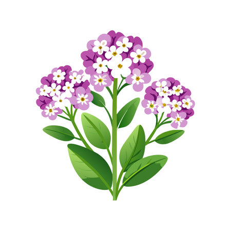 Elegant Alyssum Flower Nature Illustrationのイラスト素材