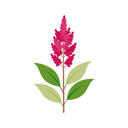 Stylish Astilbe Flower Nature Illustrationのイラスト素材