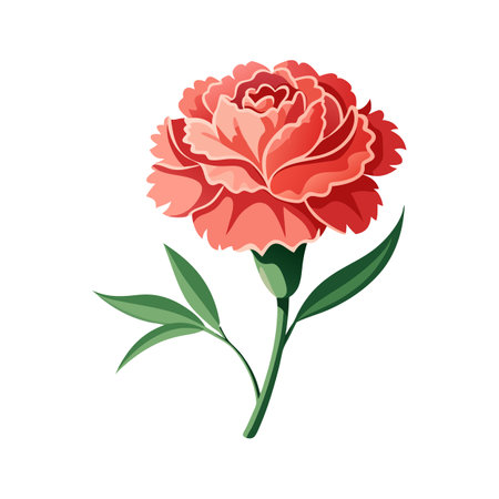 Beautiful Carnation Flower Illustrationのイラスト素材