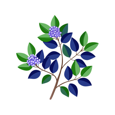 Beautiful Ceanothus Flower Vector Designのイラスト素材
