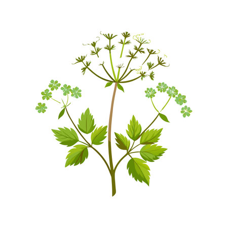 Coriander branch with leaves isolated on white background. Vector illustration.のイラスト素材