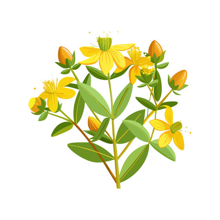 Charming St. John's Wort for Unique Floral Artのイラスト素材