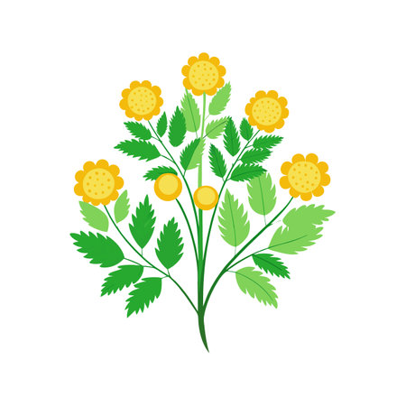Elegant Tansy for Stunning Floral Designsのイラスト素材