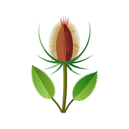 Elegant Teasel for Beautiful Floral Artworkのイラスト素材
