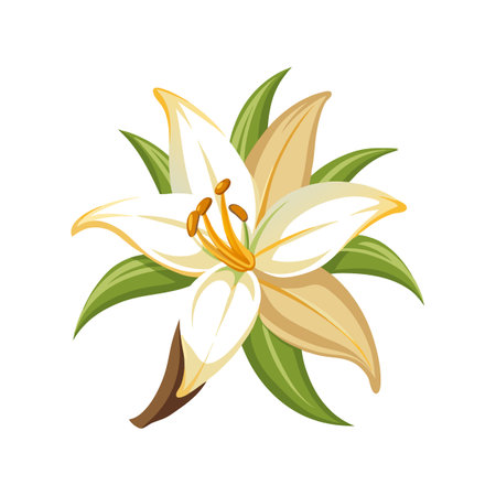 Elegant Vanilla Lily for Stunning Floral Artworkのイラスト素材